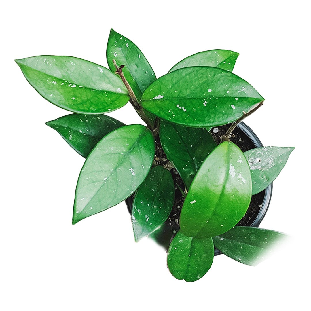 Hoya Carnosa Green